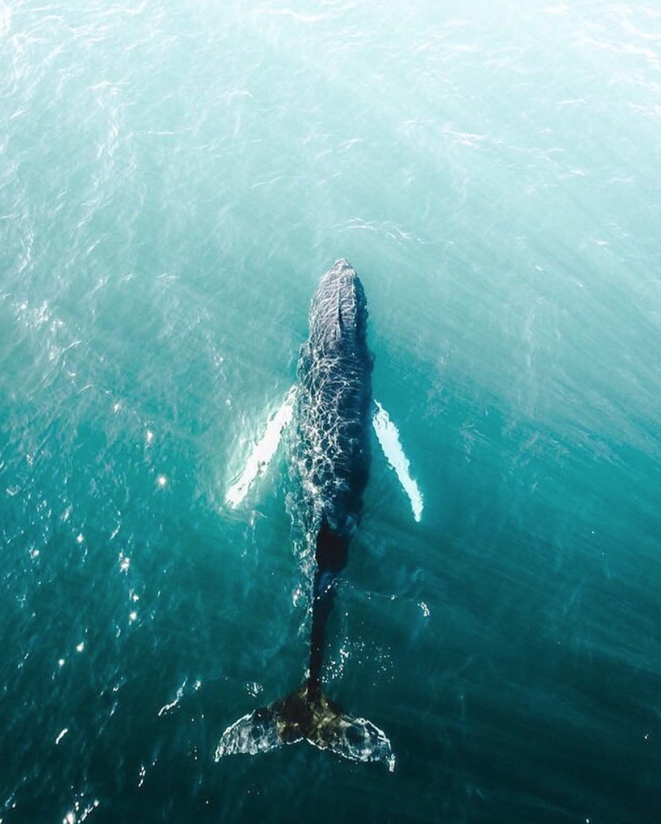 Save Our Oceans