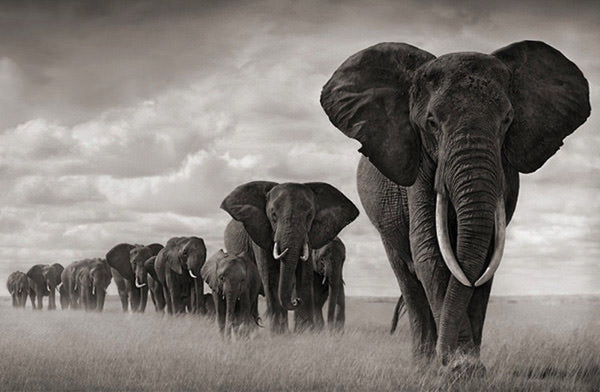 WORLD ELEPHANT DAY  🐘